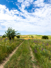 Spring landscape with wildflowers and a dirt road leading through a blooming field under a blue sky in the foothills of Kyrgyzstan.