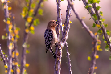 Baja California Sur Mexico