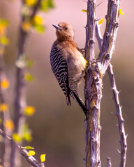 Baja California Sur Mexico