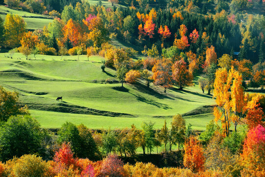 Magnificent Autumn Colors in the Savsat Village Photo, Savsat Artvin, Turkiye. A wonderful sunset view from Artvin-Savsat.
