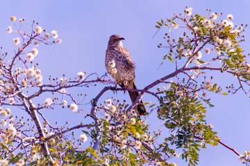 Baja California Sur Mexico