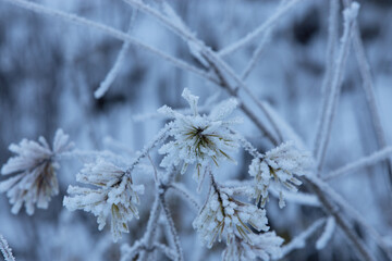 vista macro di varie piante secche e completamente coperte di ghiaccio, in inverno, su sfondo chiaro e sfuocato