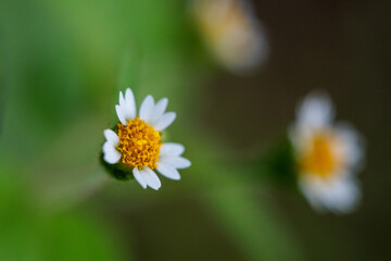 コトブキギクの白い花
