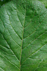 Obraz premium 野原に生える雑草の葉脈