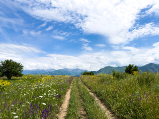 Fototapeta premium Spring landscape with wildflowers and a dirt road leading through a blooming field under a blue sky in the foothills of Kyrgyzstan.