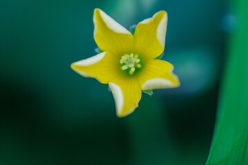 秋の野原の黄色い花