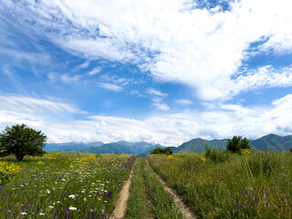 Spring landscape with wildflowers and a dirt road leading through a blooming field under a blue sky in the foothills of Kyrgyzstan.