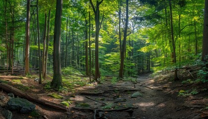 Obraz premium A Sunlit Path Through A Lush Green Forest