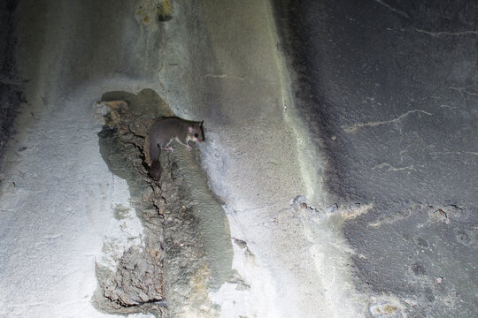 ghiro su una parete di cemento, nella penombra