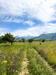 Spring landscape with wildflowers and a dirt road leading through a blooming field under a blue sky in the foothills of Kyrgyzstan.