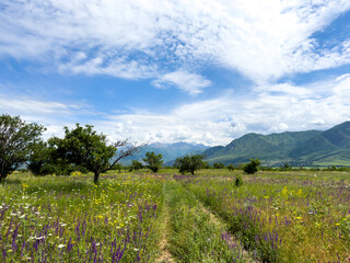 Spring landscape with wildflowers and a dirt road leading through a blooming field under a blue sky...