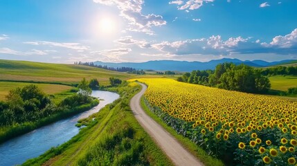 Expansive Sunflower Field Under Blue Sky