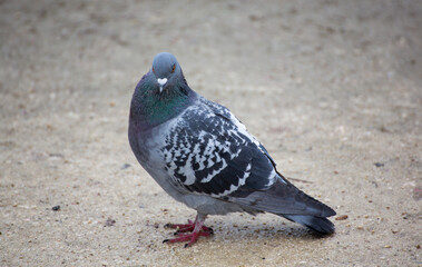 City park pigeon perched on a bench, enjoying a peaceful day.