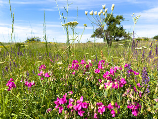 Wildflowers with bright pink Lathyrus tuberosus petals among green grass and a blue sky in a spring...
