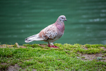City park pigeon perched on a bench, enjoying a peaceful day.