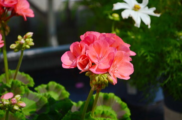Pink flower head (inflorescence) of pelargonium, also known as geranium, or storksbill. The plant in the picture is one of numerous cultivars of Pelargonium zonale (horseshoe pelargonium).