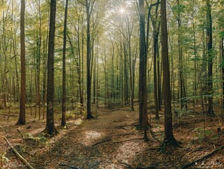 Obraz premium Sunbeams Filtering Through Dense Forest Trees