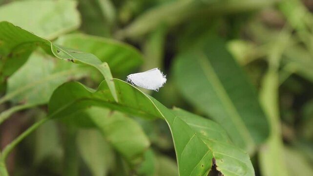 closeup of whitefly on tree leaf, sap sucking tiny white flying insects infect green leaves in garden, common houseplant pests, soft focus in slow motion 60fps