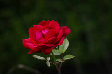 red rose