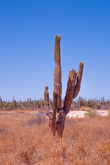 Baja California Sur Mexico