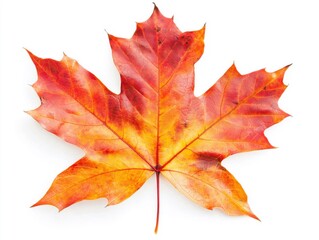 Fototapeta premium Maple Leaf in Autumn Colors on White Background