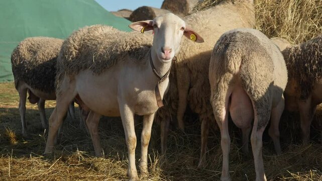 A flock of purebred French Lacaune dairy sheep and ewes with livestock tags eat hay from a bale on a rural pasture. Feeding livestock on the farm. Breeding sheep in agriculture for milk production.