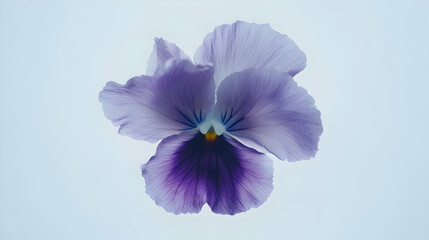 Obraz premium A delicate purple flower with soft petals, showcasing natural beauty and elegance.