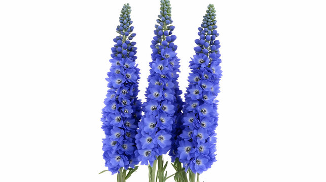 A bouquet of vibrant blue delphinium flowers arranged elegantly.