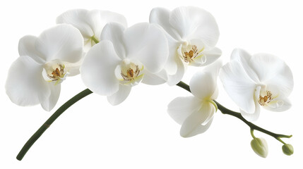A branch of elegant white orchids showcasing delicate petals and buds.