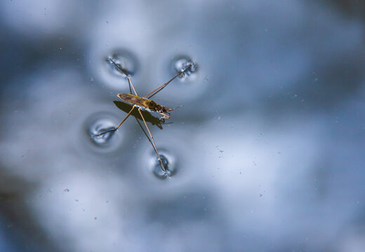 Insect Gerris lacustris, known as common pond skater or common water strider is a species of water strider, found in Europe have ability to move quickly on the water surface and have hydrophobic legs