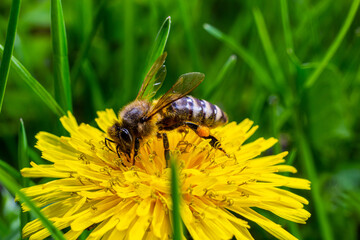 A bee collects pollen near a flower. A bee flies over a flower in a blur background