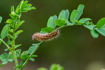 Hairy caterpillar on juicy fresh green leaves. Furry caterpillar against soft blurred background