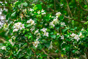 The flower (Murraya paniculata) or Adaman Satinwood, commonly known as Orange jessamine in Burmese, is called the Thanaka flower. It is a beautiful white flower. This photo was taken in Myanmar.