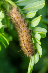 Hairy caterpillar on juicy fresh green leaves. Furry caterpillar against soft blurred background