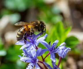 Working bee on a Scylla flowers in the park in spring