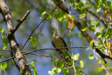 Colorful greenfinch bird Chloris chloris singing in Springtime