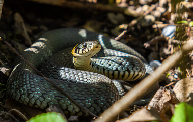 The grass snake Natrix natrix, sometimes called the ringed snake or water snake, is a Eurasian non-venomous snake. Mating time in spring in the forest