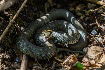 The grass snake Natrix natrix, sometimes called the ringed snake or water snake, is a Eurasian non-venomous snake. Mating time in spring in the forest