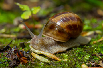 Burgundy snail Helix, escargot on the surface of old stump with moss in a natural environment. Green moss and mold growing on the old tree trunk. macro. close-up images of nature