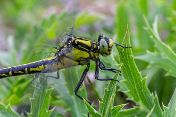 Dragonfly Gomphus vulgatissimus in front of green background macro shot with dew. on the wings. Blue flowers in the morning of a sunny summer day