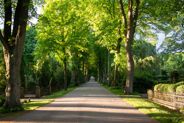 Alley path on a graveyard in Sweden with the sun hitting green trees