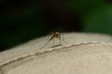 Closeup Aedes aegypti or common house mosquito