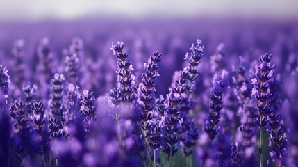 Obraz premium A field of lavender stretching as far as the eye can see