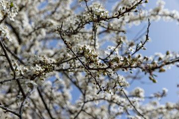 cherry blossoming with white flowers