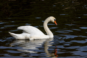 white swans who arrived in eastern Europe in the spring to raise offspring