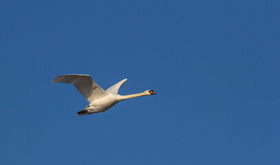 Mute swan Cygnus olor in flight with blue skies in the background