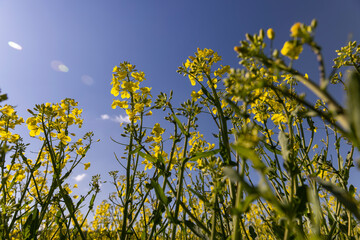 beautiful rapeseed flowers in sunny spring weather
