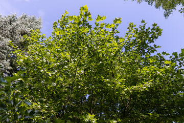 changing the color of the foliage of trees in the middle of summer