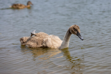 young white swans before plumage in spring