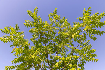 the walnut tree in the summer in sunny weather